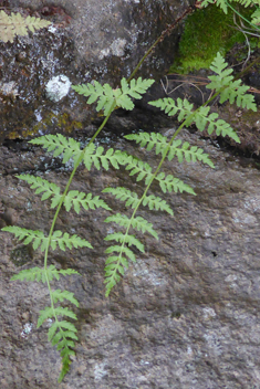 Brittle Bladder Fern