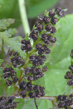 Brittle Bladder Fern