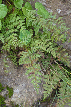 Brittle Bladder Fern