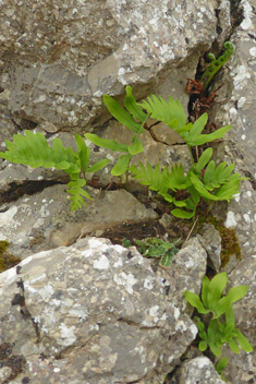 Southern Polypody