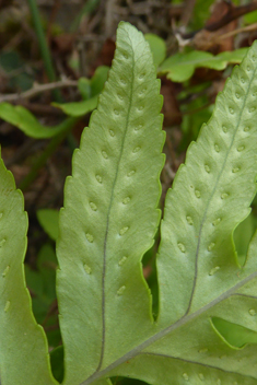 Southern Polypody