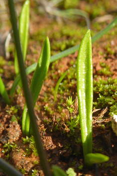 Least Adder's-tongue