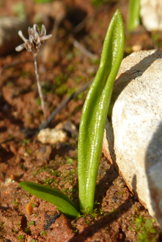 Least Adder's-tongue