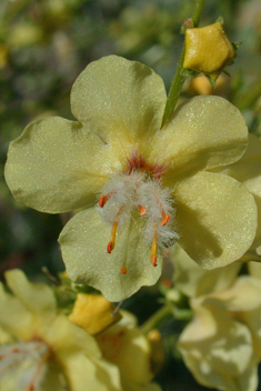 Ascherson's Mullein