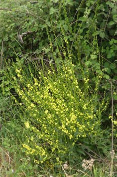 Ascherson's Mullein