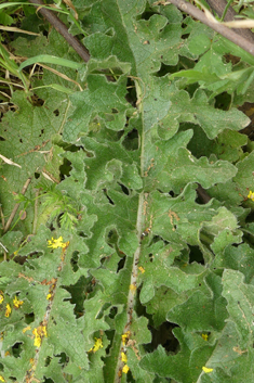 Ascherson's Mullein