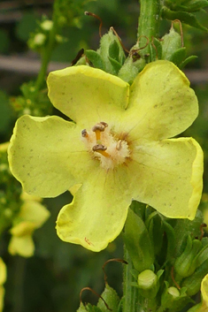 Ascherson's Mullein