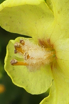 Ascherson's Mullein