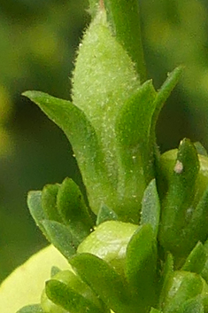 Ascherson's Mullein