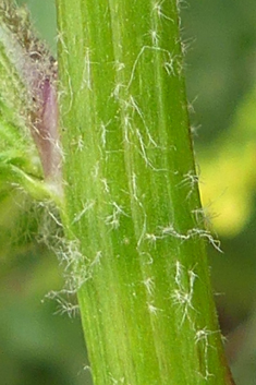 Ascherson's Mullein