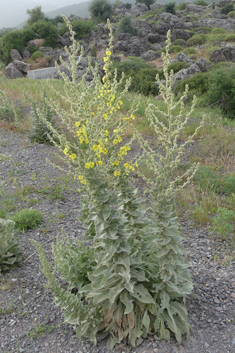 Woolly-flowered Mullein