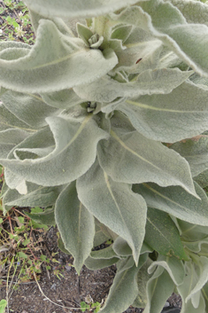 Woolly-flowered Mullein