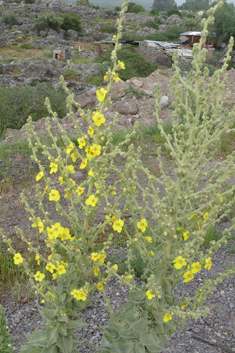 Woolly-flowered Mullein