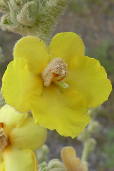 Woolly-flowered Mullein