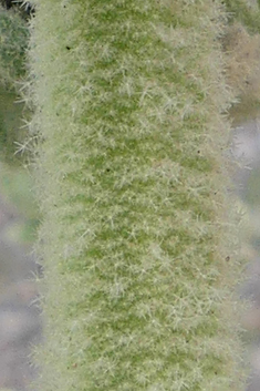 Woolly-flowered Mullein