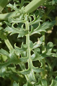 Long-stamened Figwort