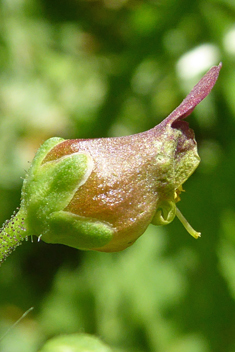 Italian Figwort