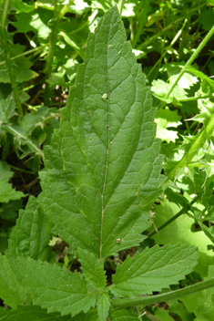 Italian Figwort