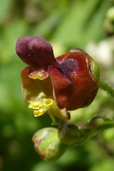 Italian Figwort