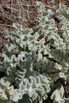 Verbascum antinori
