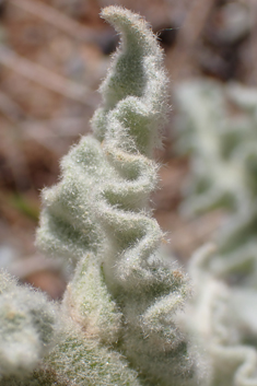 Verbascum antinori