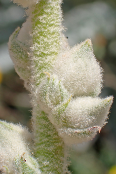 Verbascum antinori