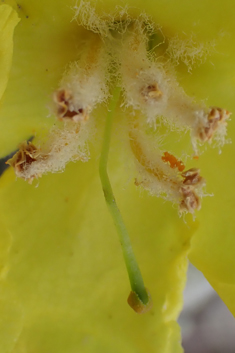Verbascum antinori