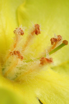 Verbascum antinori