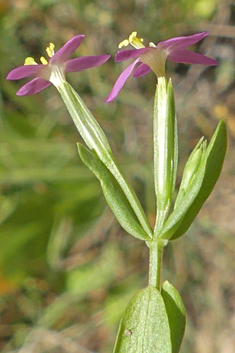 Lesser Centaury