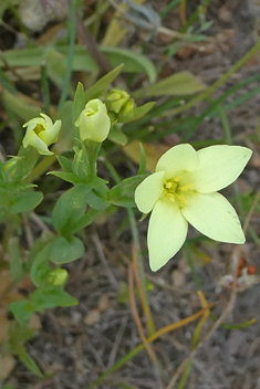 Yellow Centaury