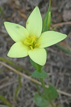 Yellow Centaury