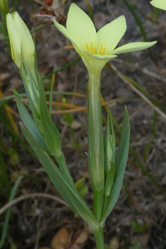 Yellow Centaury