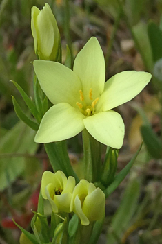 Yellow Centaury