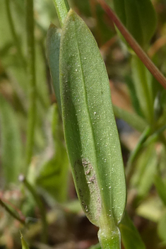 Yellow Centaury