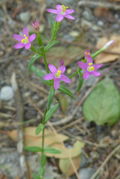 Slender Centaury