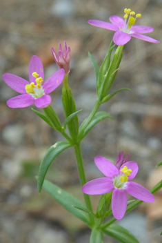 Slender Centaury