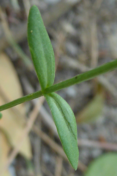 Slender Centaury