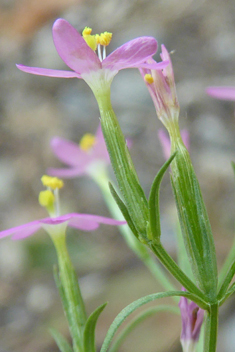 Slender Centaury