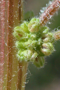 Sticky Goosefoot