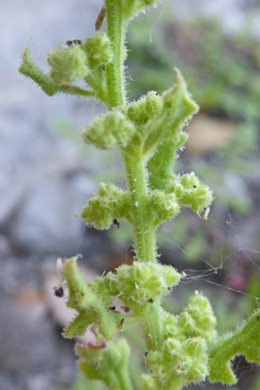 Sticky Goosefoot