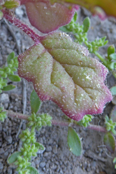 Sticky Goosefoot