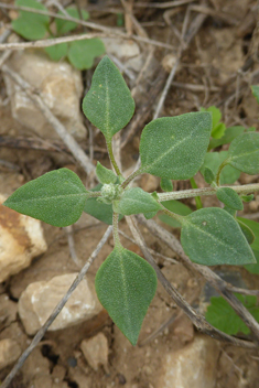 Stinking Goosefoot