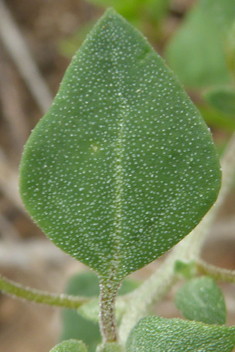 Stinking Goosefoot