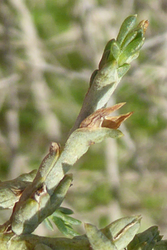 Thorny Saltwort