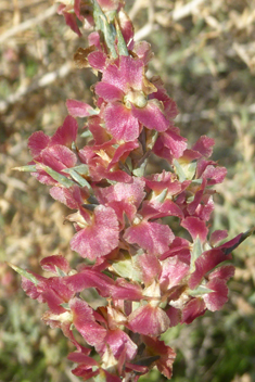 Thorny Saltwort