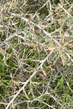 Thorny Saltwort