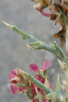 Thorny Saltwort