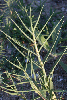 Beach Dropseed