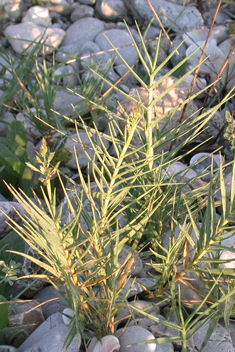 Beach Dropseed