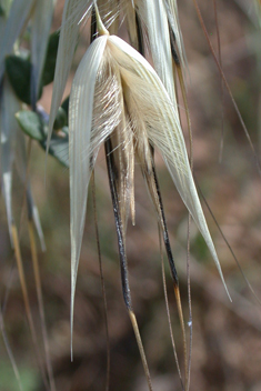 Slender Oat